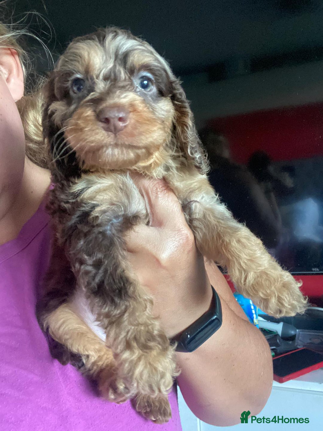 Cockapoo dogs for sale: Cockapoo puppies - Advert 4