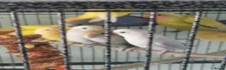 Lovebirds birds for sale: Baby peach face lovebirds - Advert 6