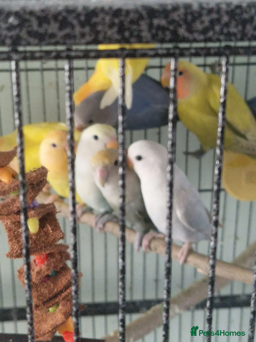 Lovebirds birds for sale: Baby peach face lovebirds - Advert 6