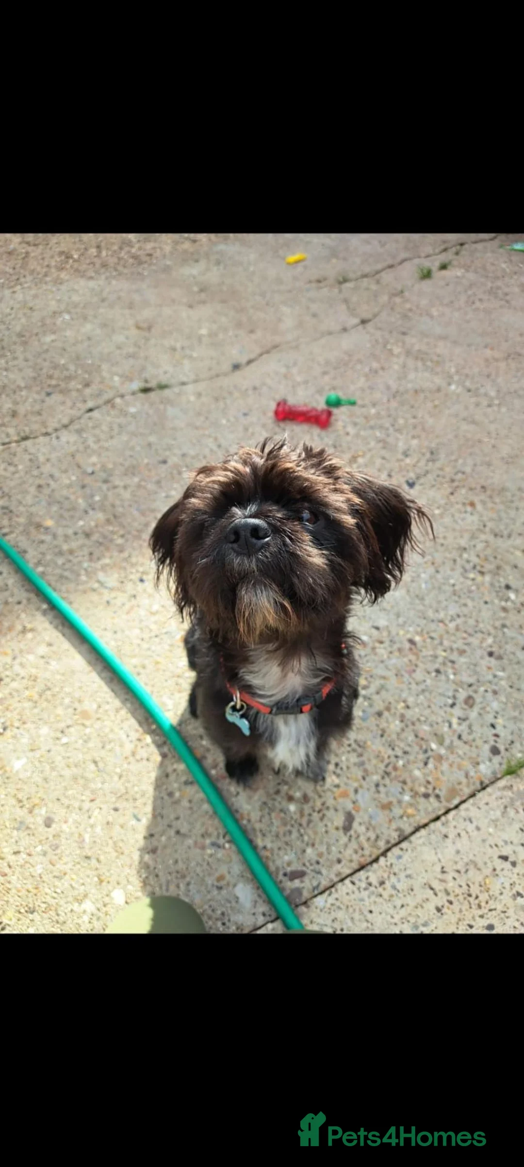Mixed Breed dogs for sale: 2 year old  - Advert 3