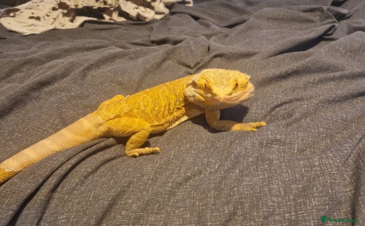 Bearded Dragon reptiles - Advert 19