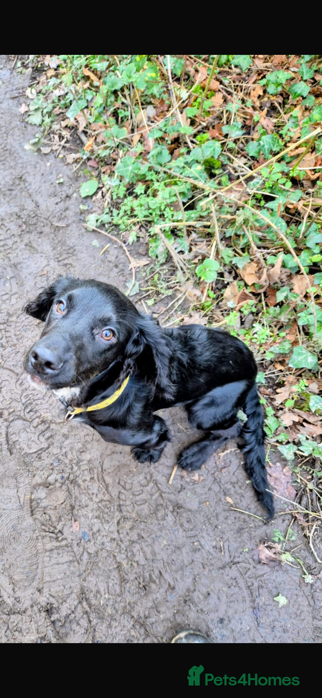 Cocker Spaniel dogs for stud: Our gorgeous cocker spaniel for Stud  - Advert 1