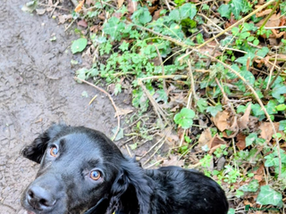 Cocker Spaniel dogs Our gorgeous cocker spaniel for Stud - Advert 9