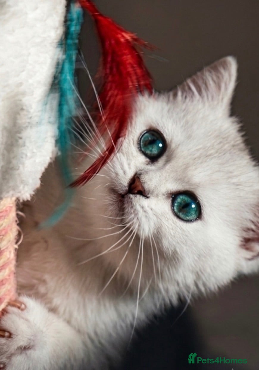 British Shorthair cats ✨Last Golden & Silver British Shorthair ready now - Advert 2