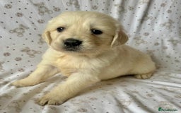 Golden Retriever dogs for sale: Golden Retriever Puppies 🐶🤍 - Image 6