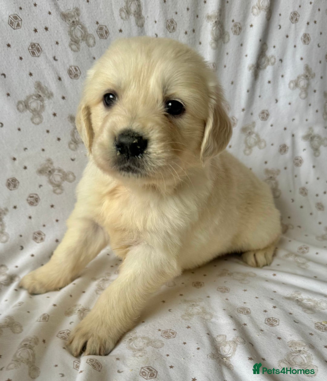 Golden Retriever dogs for sale: Golden Retriever Puppies 🐶🤍 - Image 6