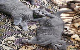 British Shorthair cats for sale: 3 FLUFFY BOY BRITISH SHORTHAIRS KITTENS READY   - Image 5