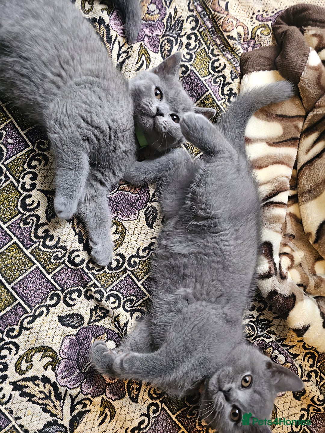 British Shorthair cats for sale: 3 FLUFFY BOY BRITISH SHORTHAIRS KITTENS READY   - Image 5