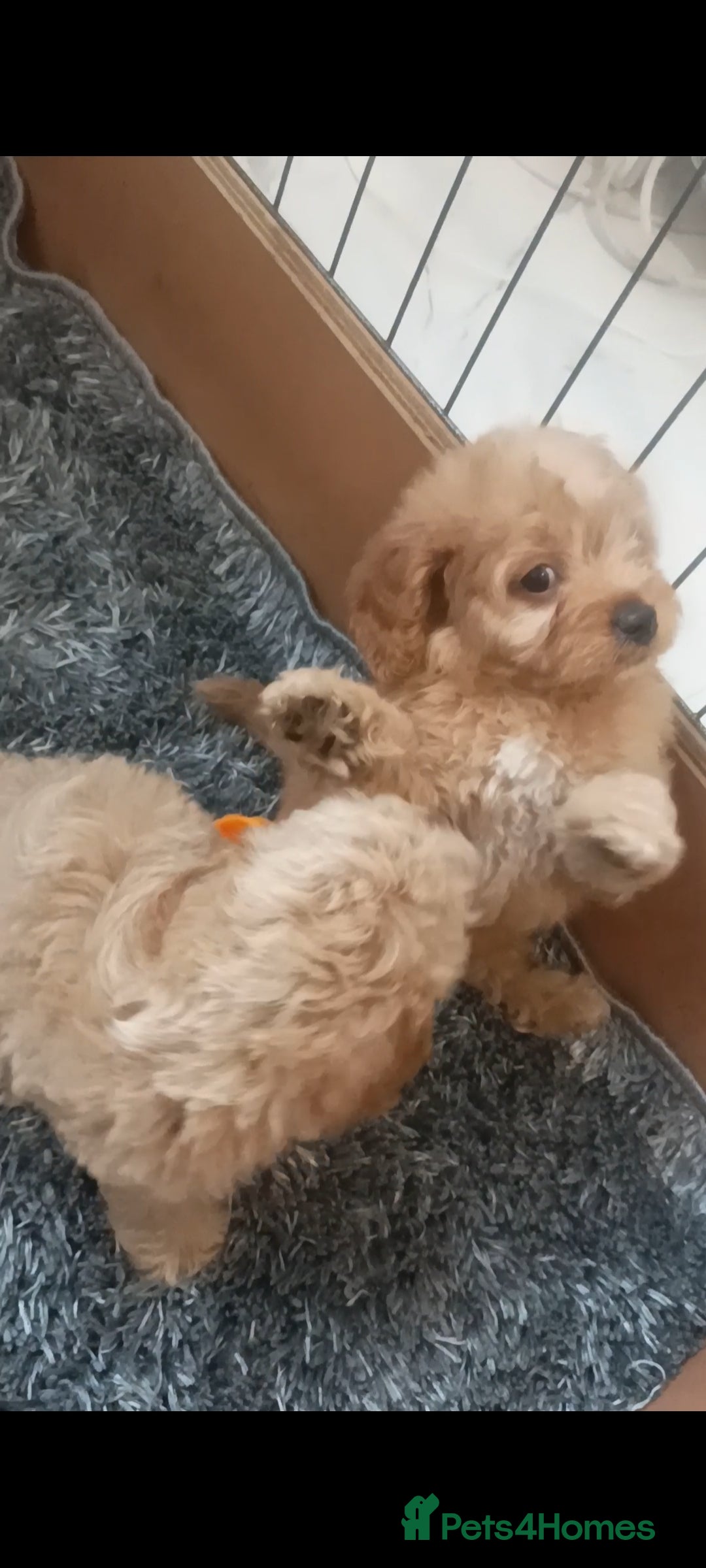 Cavapoo dogs for sale: Cavapoo puppies  - Image 13