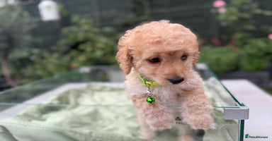 Cockapoo dogs - Advert 2