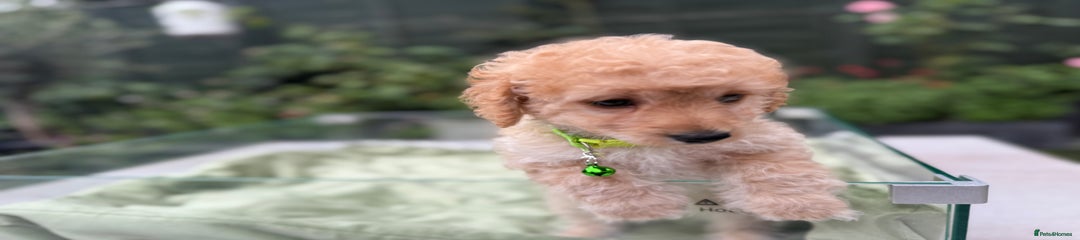 Green Girl (Fudge) - RESERVED