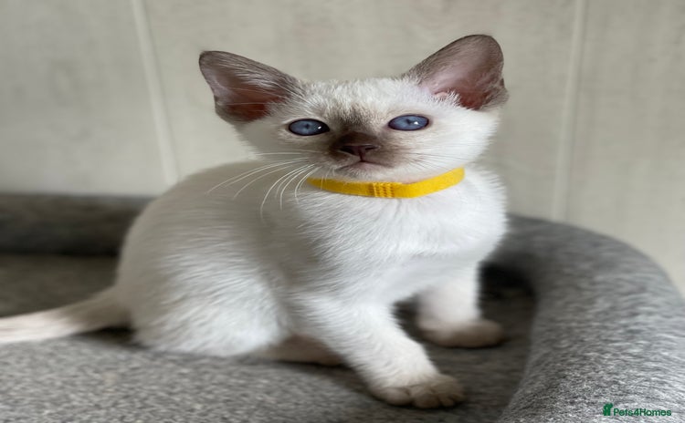 Siamese cats - Advert 1