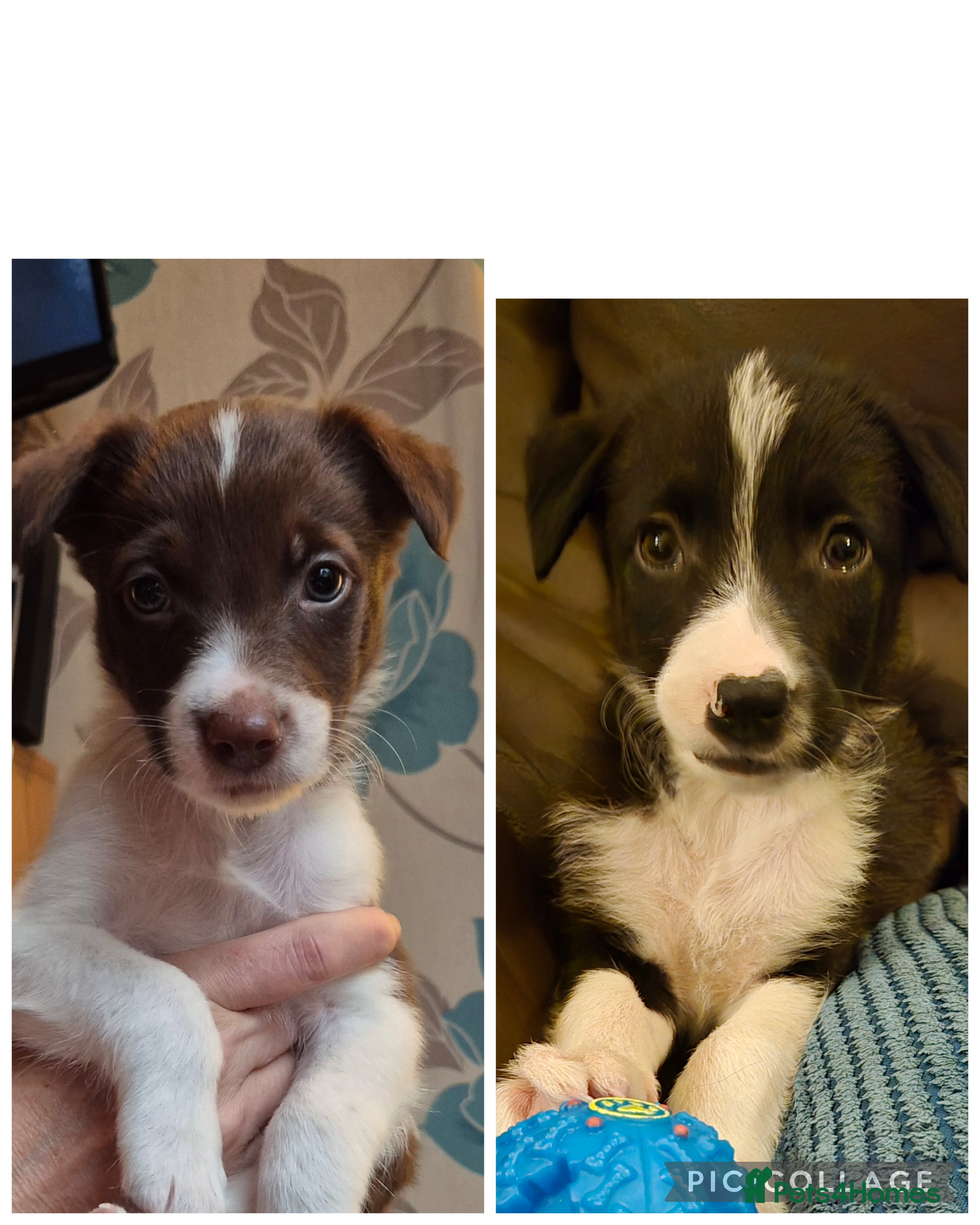 Border Collie dogs Border collie puppies ready 16th december - Advert 3