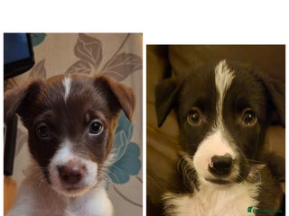 Border Collie dogs Border collie puppies ready 16th december - Advert 13