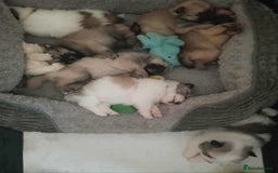 Pomeranian dogs for sale: Pomeranian puppies looking for their forever homes - Image 2