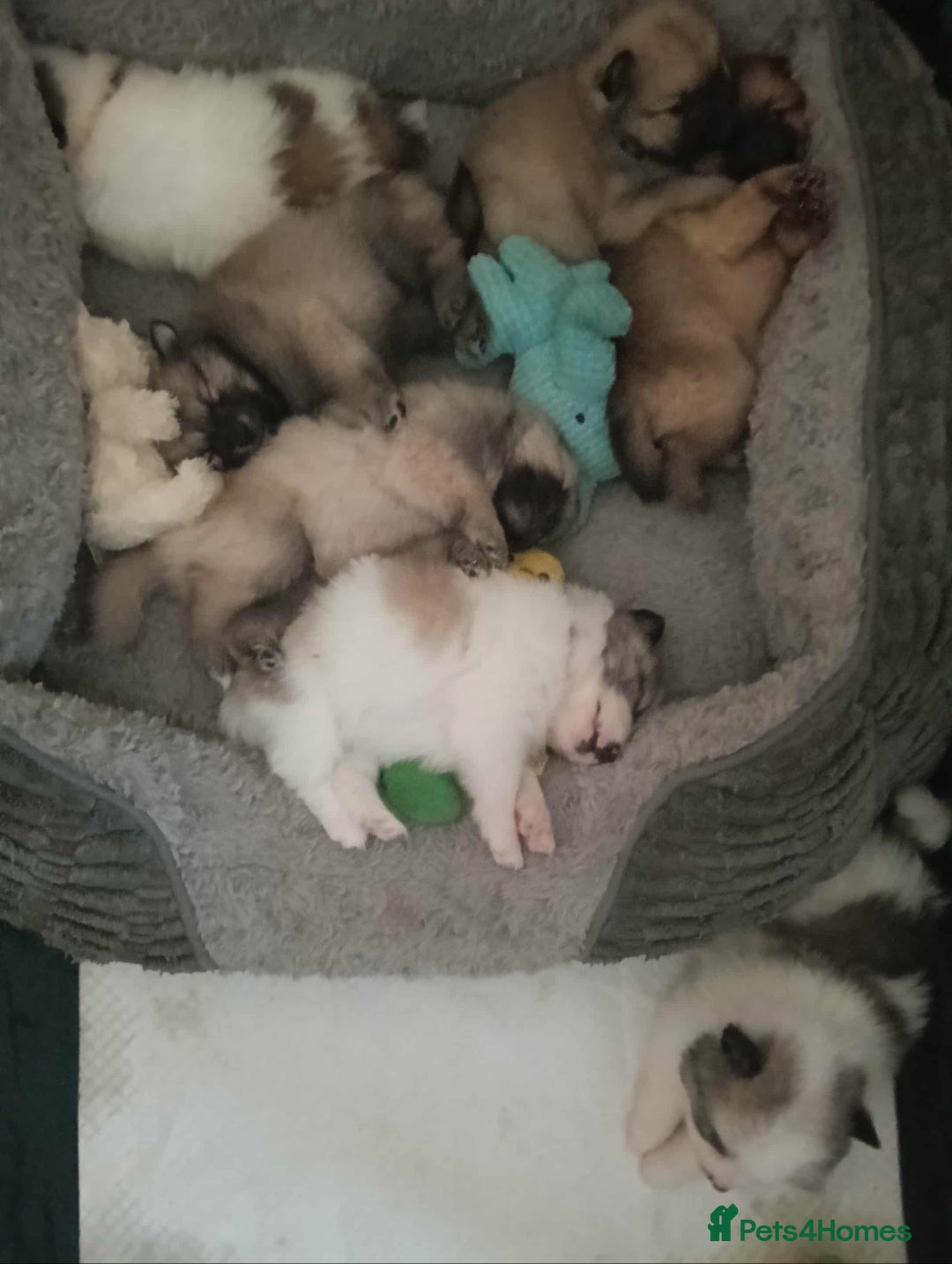 Pomeranian dogs for sale: Pomeranian puppies looking for their forever homes - Image 2