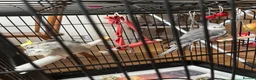 Cockatiels birds for sale: 2 birds 8 weeks old with cage and everything  in Greenford - Advert 6