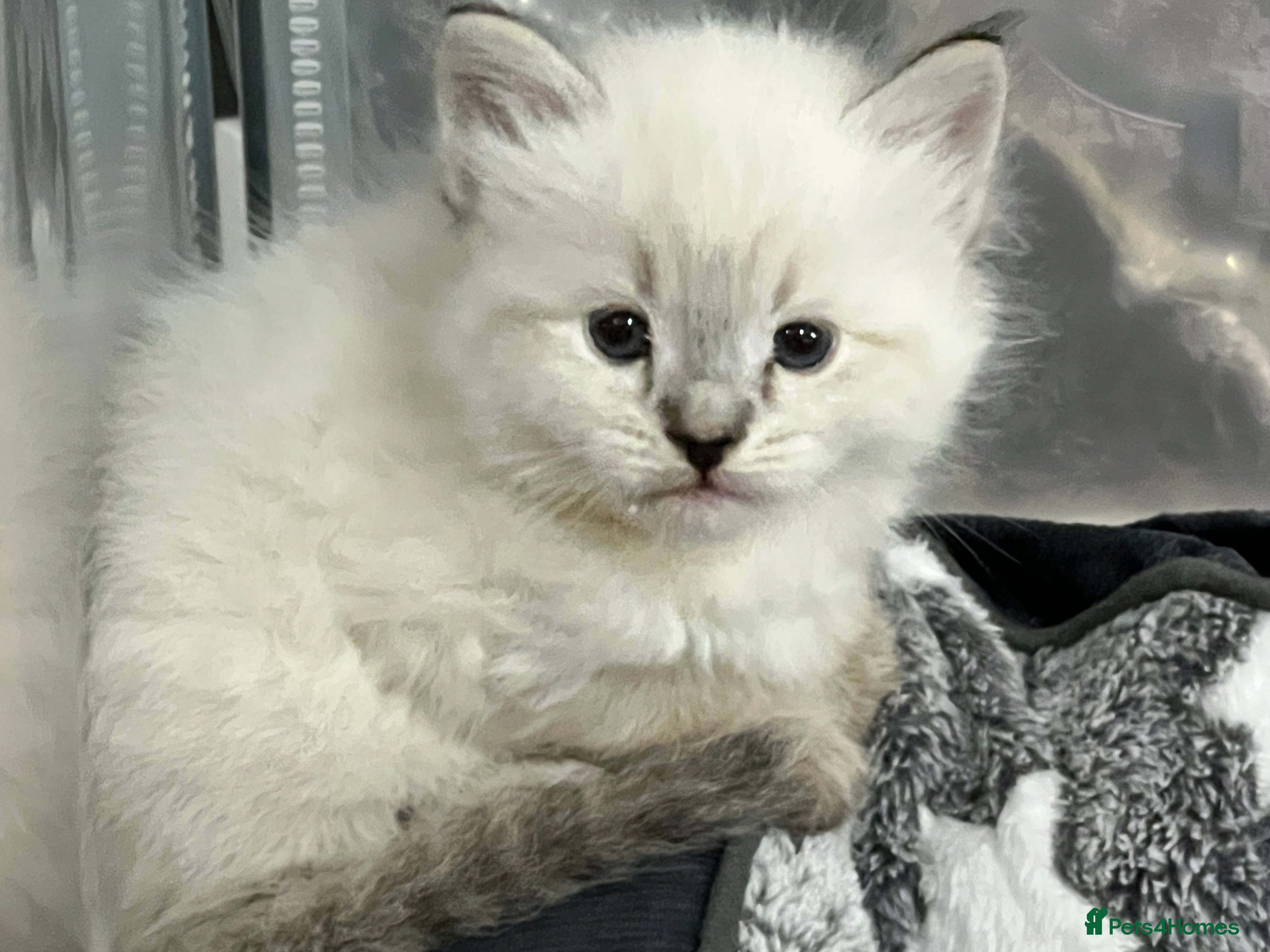 Siberian cats 🩵🩵Stunning GCCF Siberian Neva Masquerades🩵🩵 - Advert 7