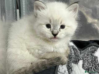 Siberian cats 🩵🩵Stunning GCCF Siberian Neva Masquerades🩵🩵 - Advert 2