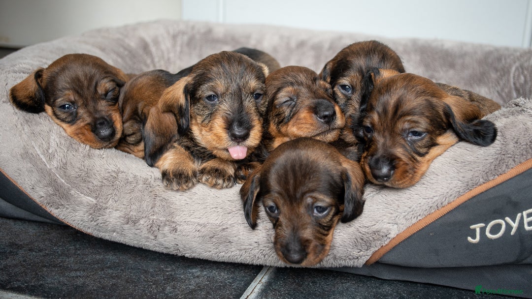 Dachshund dogs for sale: KC Standard Wire-haired Dachshund puppies - Image 4