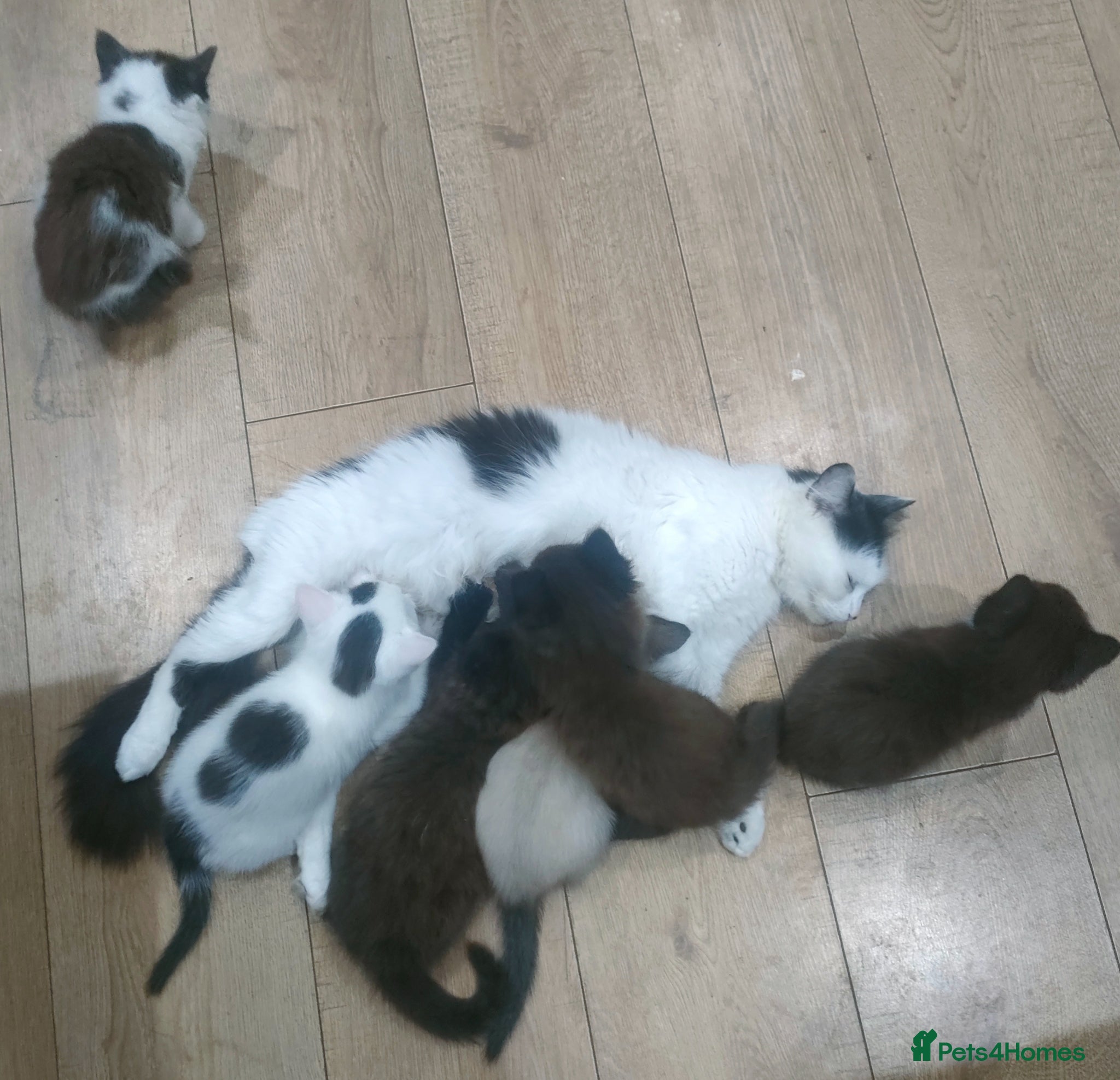 Mixed Breed cats Kittens 3 Boys and 2 Girls  - Advert 1