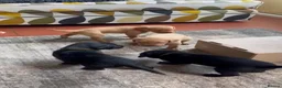 Labrador Retriever dogs for sale: Labrador puppies black and fox red for sale in Nottingham - Advert 13