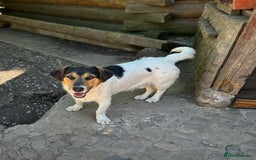 Mixed Breed dogs for adoption: 💙🐶 CASPER 🐶💙 - Image 19