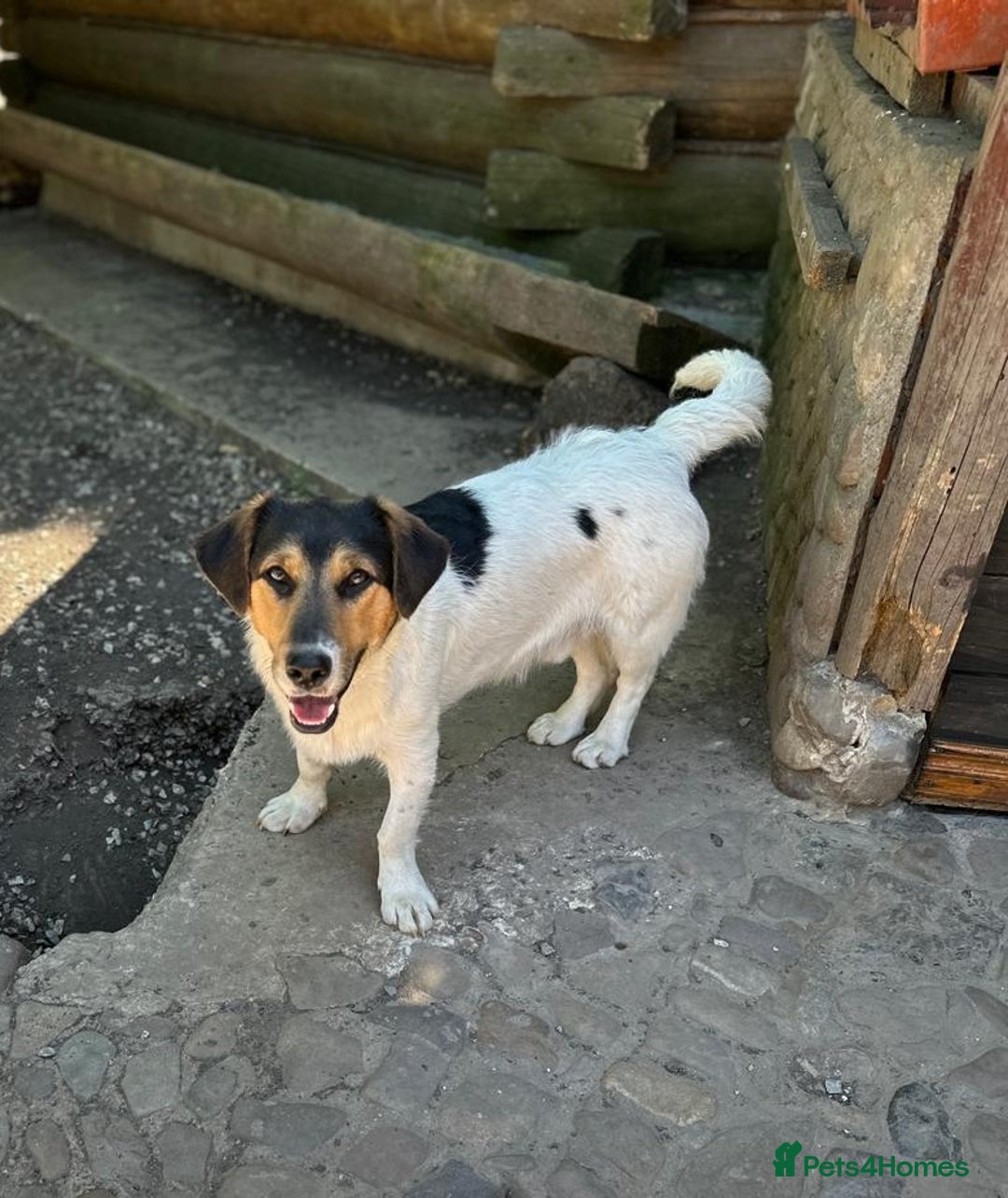 Mixed Breed dogs for adoption: 💙🐶 CASPER 🐶💙 - Image 19