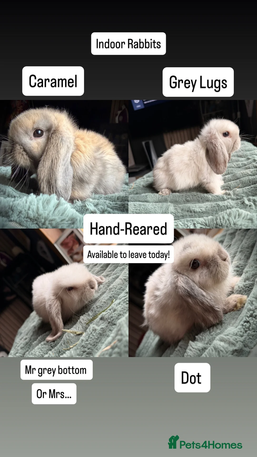 Mini Lop rabbits for sale: Mini Lop Rabbits (READY NOW) - Advert 5