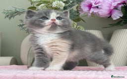 British Shorthair cats for sale:  Quality British kittens - Image 12