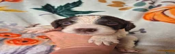 English Springer Spaniel dogs for sale: Beautiful English Springer spaniel pups - Advert 17