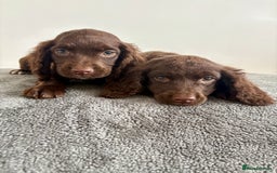 Cocker Spaniel dogs for sale: Cocker spaniel puppies  - Image 9
