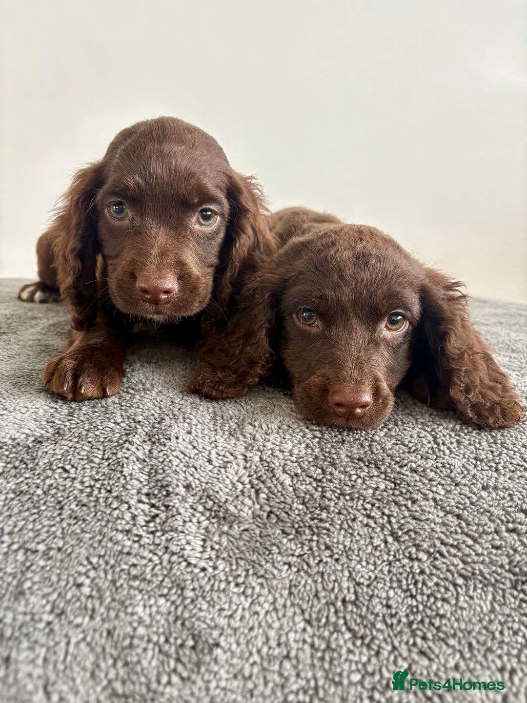 Cocker Spaniel dogs for sale: Cocker spaniel puppies  - Image 9
