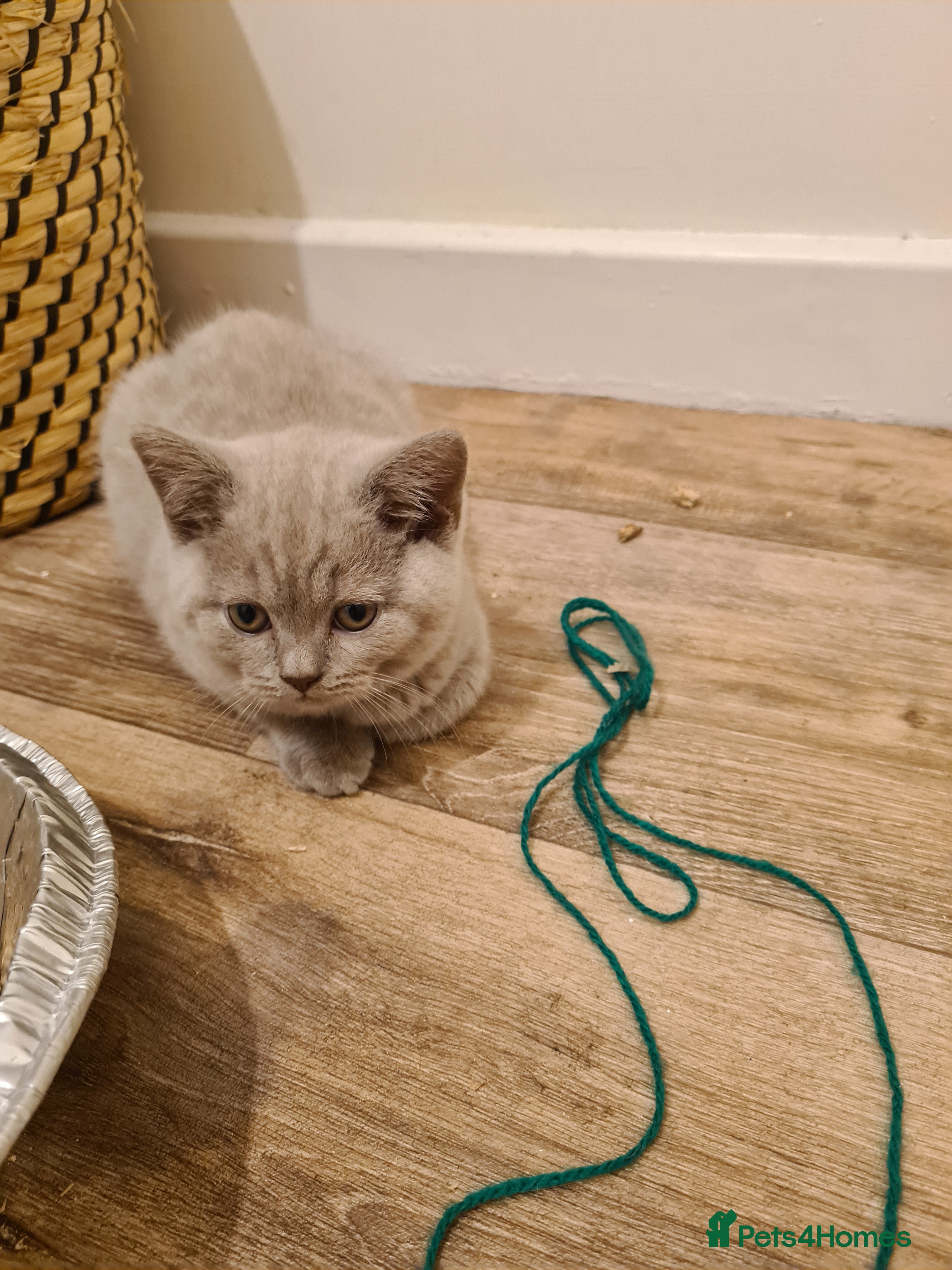 British Shorthair cats GORGEOUS LILAC BRITISH SHORTHAIR KITTEN - Advert 1