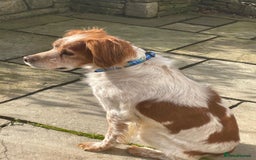 Brittany Spaniel dogs for adoption: Cronos a wonderful Brittany - Image 5