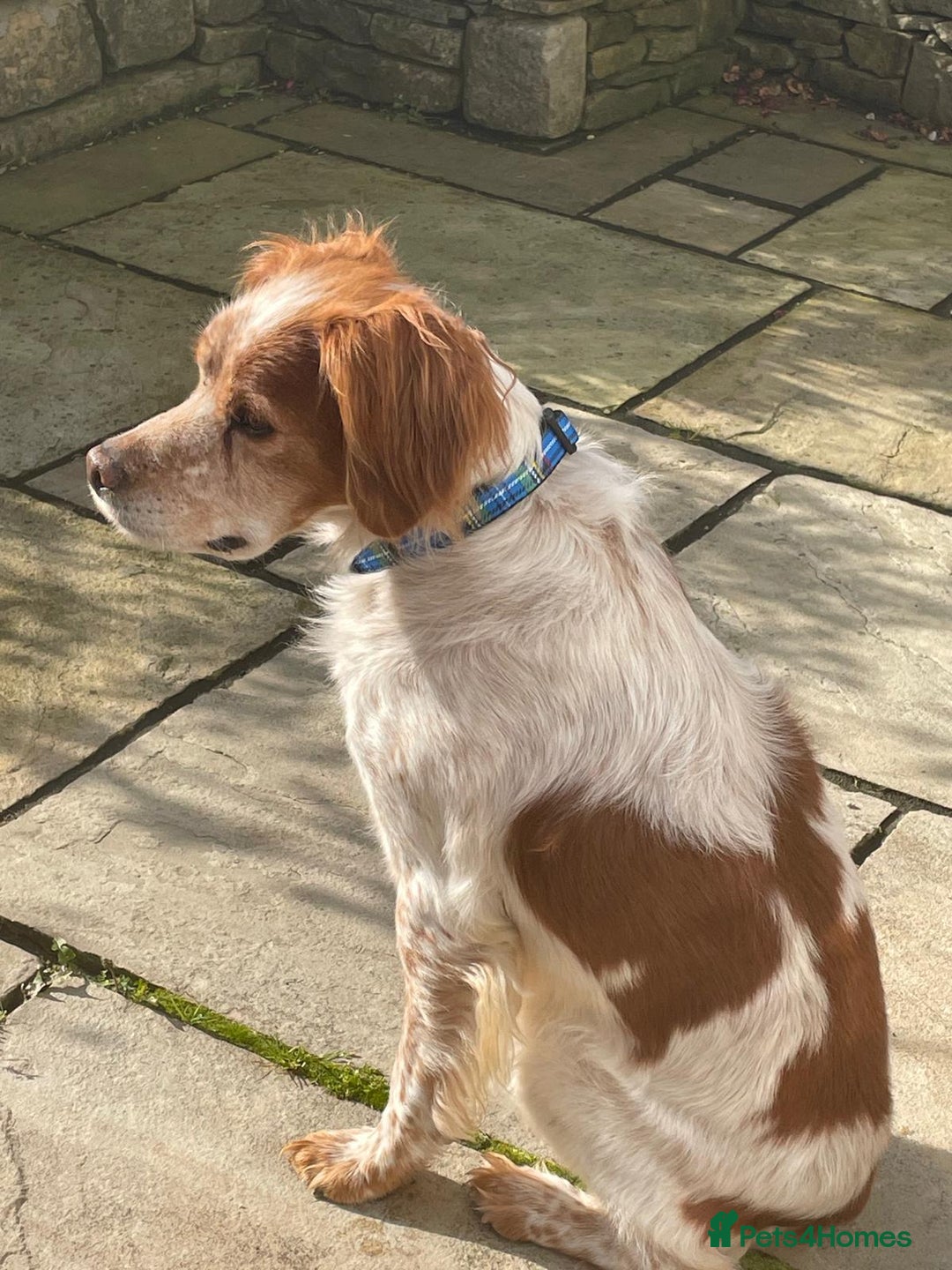 Brittany Spaniel dogs for adoption: Cronos a wonderful Brittany - Image 5