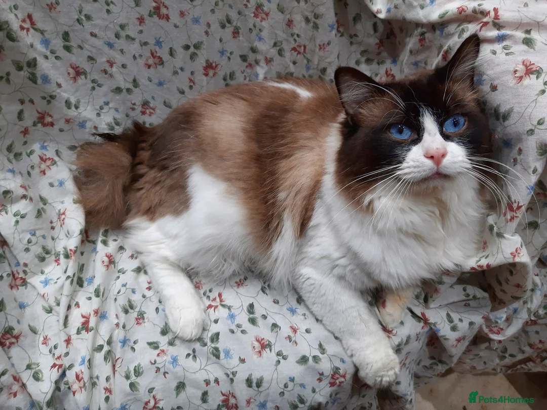 Ragdoll cats for sale: ACTIVE GCCF TICA BiColour Ragdoll Proven Registere - Advert 4