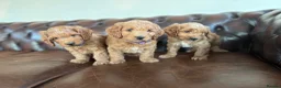 Cockapoo dogs for sale: F1 cockapoo puppies  - Advert 1