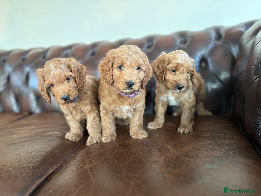 Cockapoo dogs for sale: F1 cockapoo puppies  - Advert 1