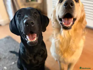 Labrador Retriever dogs Perfect lab - Advert 1