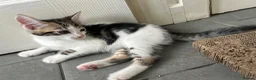 Mixed Breed cats for sale: Two gorgeous boy kittens ready to leave  - Advert 13
