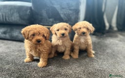 Mixed Breed dogs for sale: Cotonoodle pups - Image 4