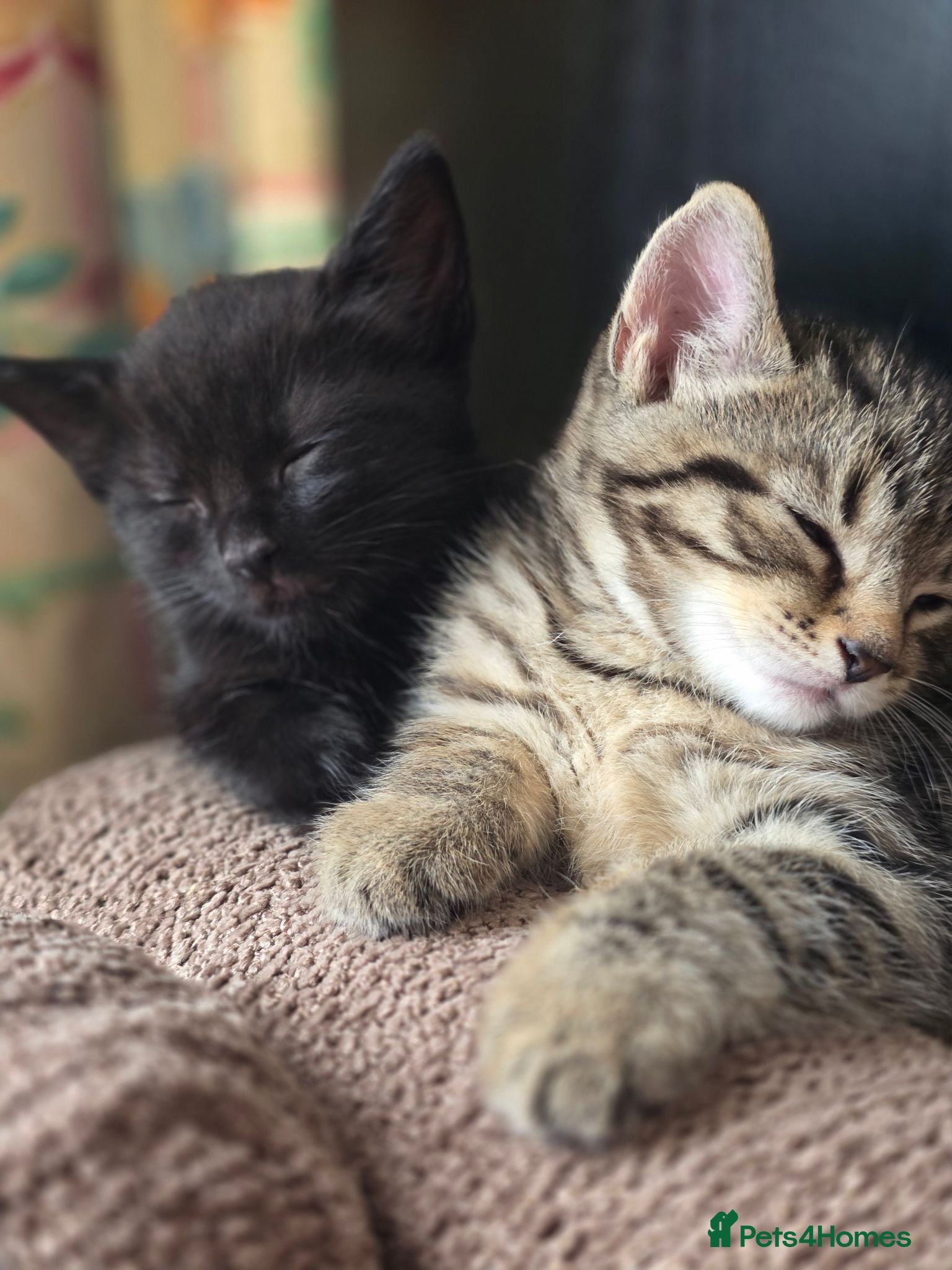 Mixed Breed cats Beautiful kittens only 3 left - Advert 10