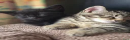 Mixed Breed cats for sale: Beautiful kittens only 3 left - Advert 1