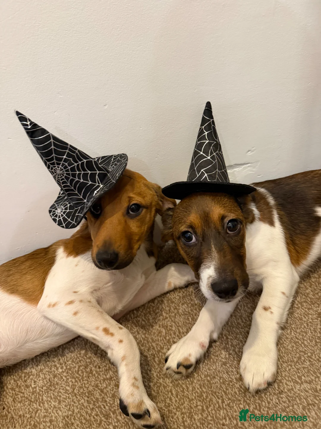 Jack Russell dogs for sale: Brother and sister - Advert 1