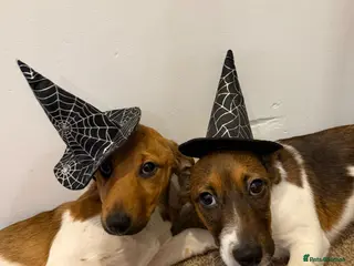 Jack Russell dogs Brother and sister - Advert 1