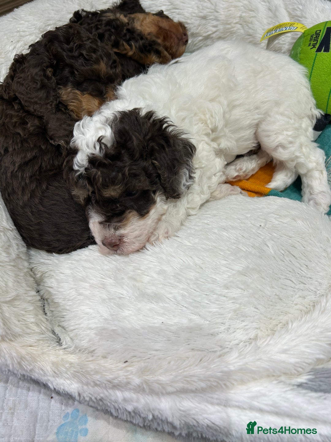 Toy Poodle dogs for sale: Toy poodle boy chocolate and white  - Advert 11