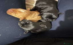 Mixed Breed dogs for sale: Sprockerdor puppies for sale - Image 16