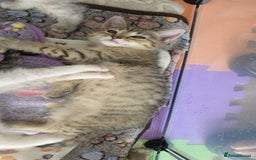 British Shorthair cats for sale: *REDUCED* 4 BRITISH SHORTHAIR KITTENS READY TO GO - Image 16