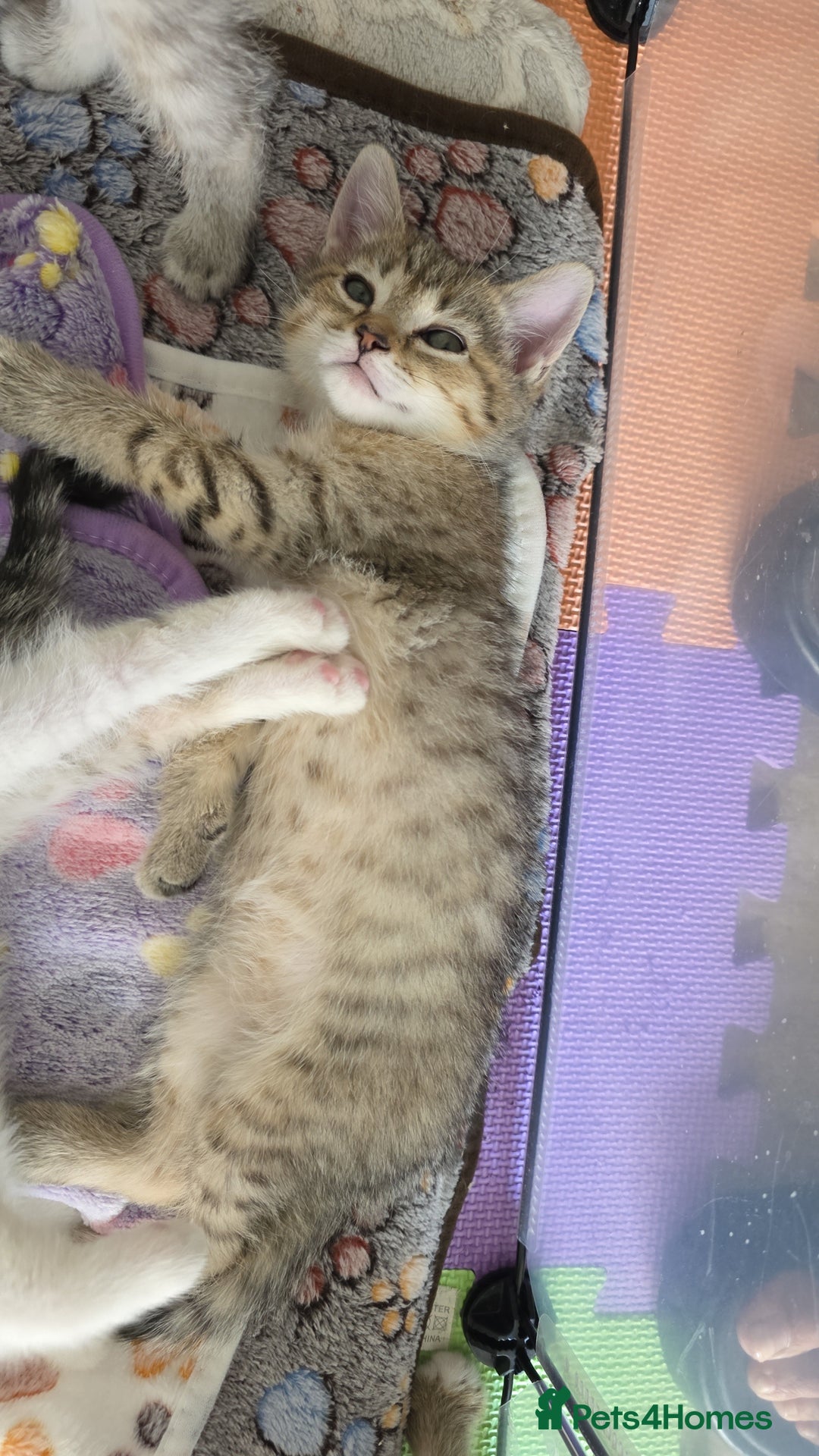 British Shorthair cats for sale: *REDUCED* 4 BRITISH SHORTHAIR KITTENS READY TO GO - Image 16